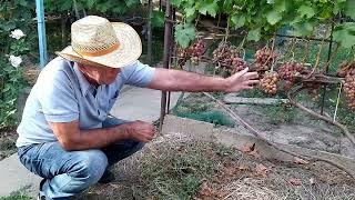 Как защитить кусты винограда от уничтожения филлоксерой