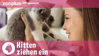 Katzenbabys ziehen ein Tipps & Tricks zum Einzug Kitten richtig füttern und erziehen  zooplus.de