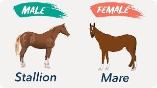 Male and Females Of Animals  Masculine and Feminine Gender of Animals