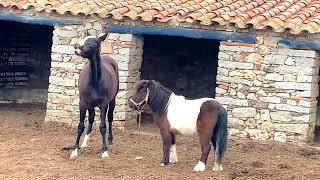 Ponifobia potra se asusta de pony.Pony y potra mejores amigas.caballo y yegua in love.Horse mating