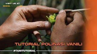 Tutorial Polinasi Vanili