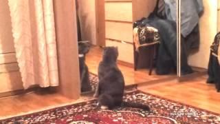 Cat realizes that hes a CAT  Кот осознал что он КОТ