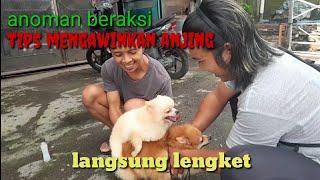 cara mengawinkan anjing ras