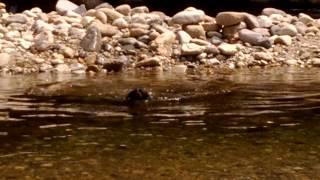 Barack swimming at the river