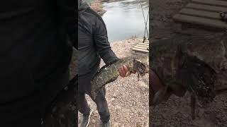 Рыбалка на Или #fish #fishing #отдых #рыба #рыбалка #angry #2023 #алматы #змей #казахстан  #shorts