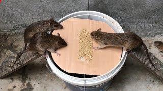 The best video Ive ever seen #21  Top 10 piège à souris électrique