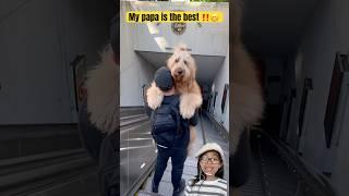 I’m braver with Papa‼️ #shorts #funny #smilesandgiggles #cute #viralvideo #viralshorts #fyp #dog