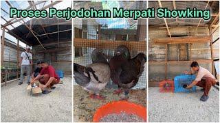 Proses perjodohan merpati showking