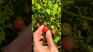 Tomato Hack