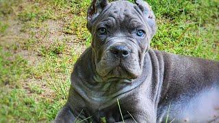 Alpha Cane Corso shows her daughter who is boss 🫣