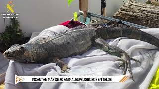 Incautan más de 30 animales peligrosos en Telde   Mírame TV Canarias