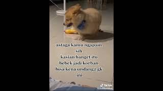 Anjing Sange Anarkis