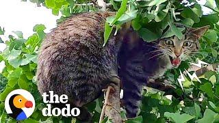 Guy Risks Life To Rescue Cats From Trees  The Dodo