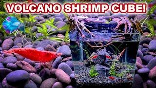 HOW TO SET UP A CHERRY SHRIMP TANK SHRIMP VOLCANO