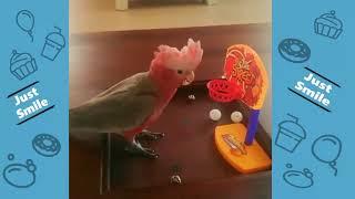 Most Funniest Cute Animals - Try Not to Laugh - Funny Animals Life