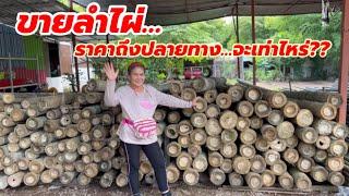 ปลูกไผ่…เมื่อขายลำมาถึงปลายทางจะราคาเท่าไหร่???@ป้าดา ไผ่พญาบูรพา