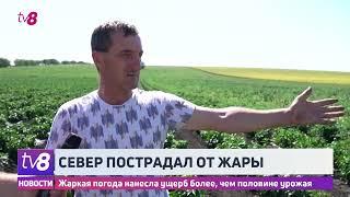 Север пострадал от жары. Жаркая погода нанесла ущерб более чем половине урожая