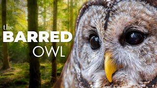 Crazy Sounds Heartfelt Eyes and Everything in-between  The Barred Owl