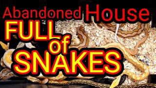 Abandoned snakes in an empty house.