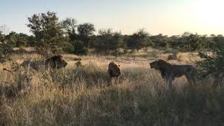 Young male lion doesnt want to move out of fathers territory