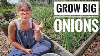 MY TOP 4 TIPS  Growing Big Onions