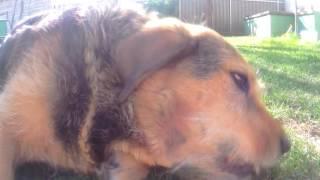 Shar pei & friend first meeting with the camera