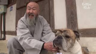 Why Does A Korean Temple Dog Only Understand English?  Kritter Klub