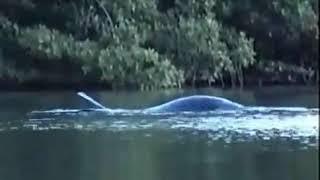 Loch Ness Monster Caught On Tape In Real Life FOOTAGE Nessie Monster