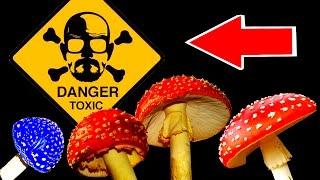 ТОП 15 опасных для человека грибов ядовитые грибы