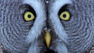 Mesmerising Owl Moments  BBC Earth