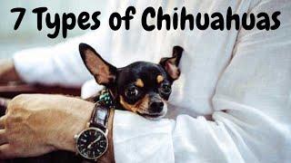 7 Types of Chihuahuas