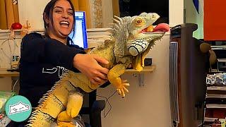 Clingy Iguana Chases Owners Around The House to Get Extra Kisses  Cuddle Buddies