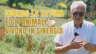 Quando la NATURA e gli ANIMALI vivono in sinergia