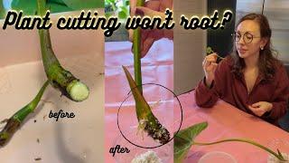 What to do when cuttings wont root  Plant Propagation Tricks