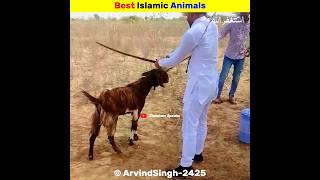 Best Islamic Animals  Ehtisham Speaks #shortsfeed #viral #shorys