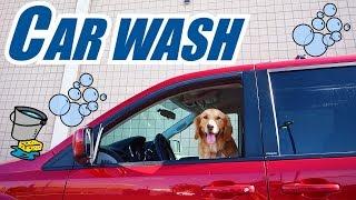 Earl The Funny Puppy Drives To The Car Wash Dog Reacts