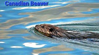 Beaver Catch On Camera Swimming By The River