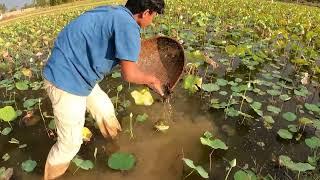 Amazing Founding Wilds Betta Fish In Lotus Lake