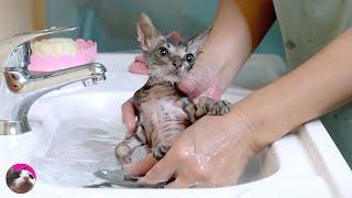 First bath for rescued kitten  Do cats dislike water?