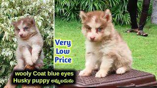 top quality Siberian Husky puppy for sale in telugu 90594 40413 aj pets