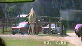 1989 Safaripark Gänserndorf Freigehege Video8 rip