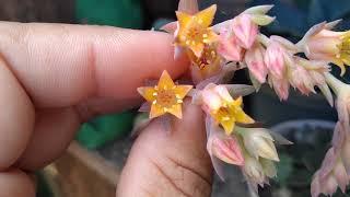 Echeveria goiabinha e arte floral linda mais flores