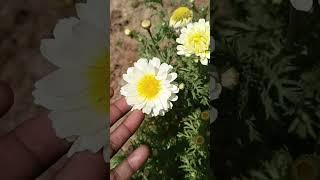 white chrysanthemum colours collection guldaudi ka white colour bejli plant care tips