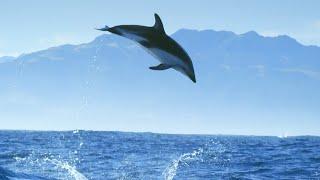 Incredible Dolphin Moments  BBC Earth