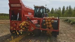 pumpkin seed harvesting machine