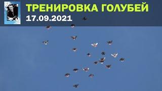 Тренировка голубей 17.09.2021 Полная версия