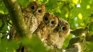 Tawny Owls Adopt Four More Chicks   Luna & Bomber  Robert E Fuller