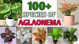 100+ AGLAONEMA Species  Aglaonema Plant Varieties with ID  Aloe types  Plant and Planting