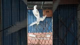 Cockatoo Playing in the Cage #cockatoo #parrot