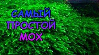 САМЫЙ ПРОСТОЙ МОХ #АКВАМЕН